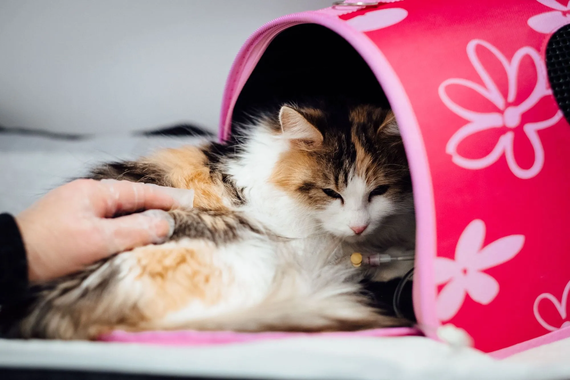 Calico cat resting in its carrier