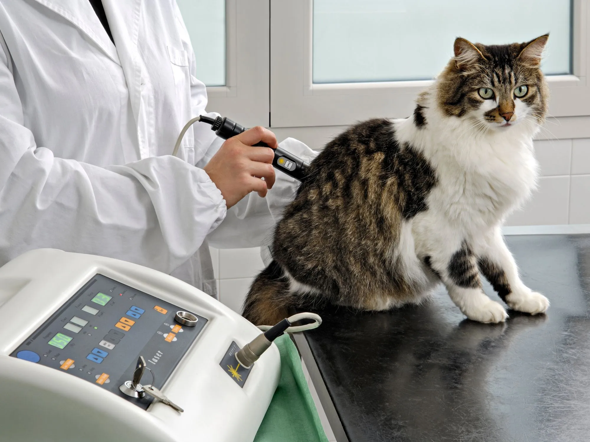 Cat sitting on the exam table beside a veterinarian