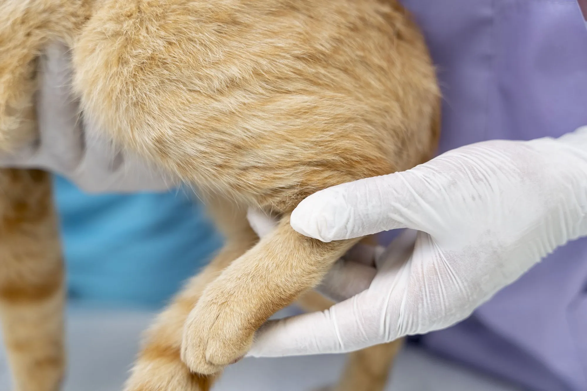 Veterinarian gently holding a cat's paw