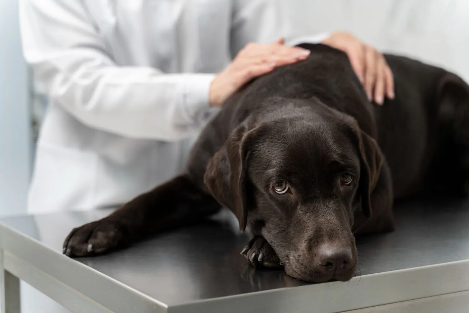 Veterinarian gently petting a black Labrador on the exam table