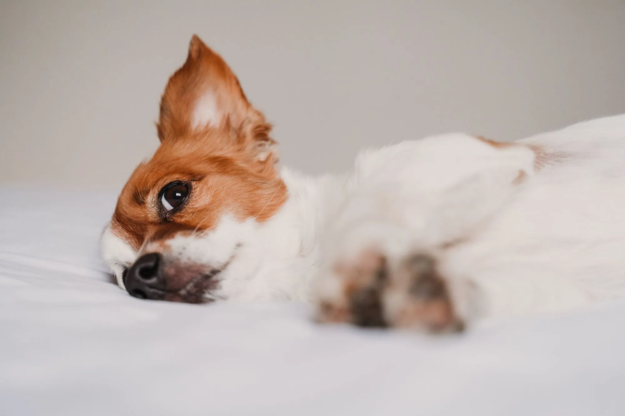 Small dog resting on a bed