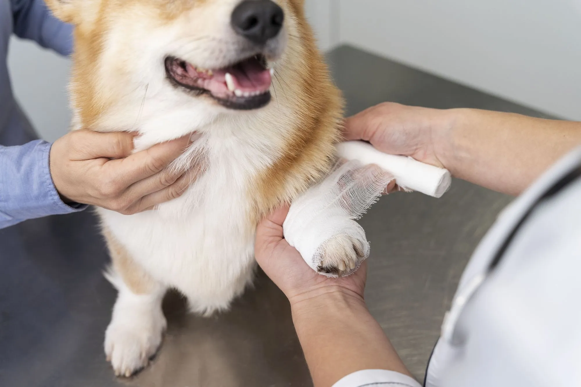 Veterinarians caring for a smiling corgi