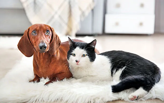 Dachshund and a black-and-white cat on a rug