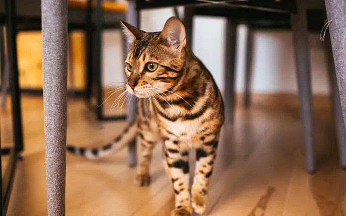 Bengal cat walking under a table