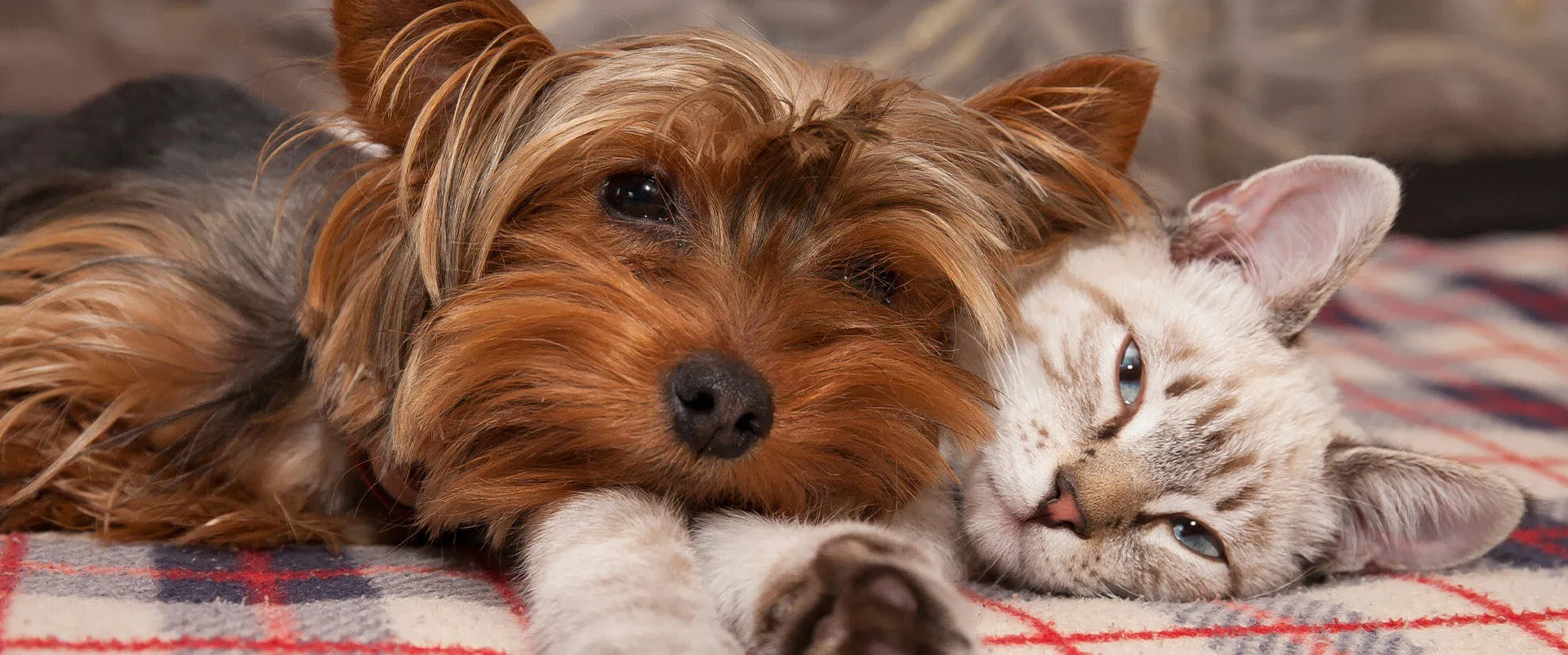 Yorkshire terrier and a tabby cat cuddling on a blanket