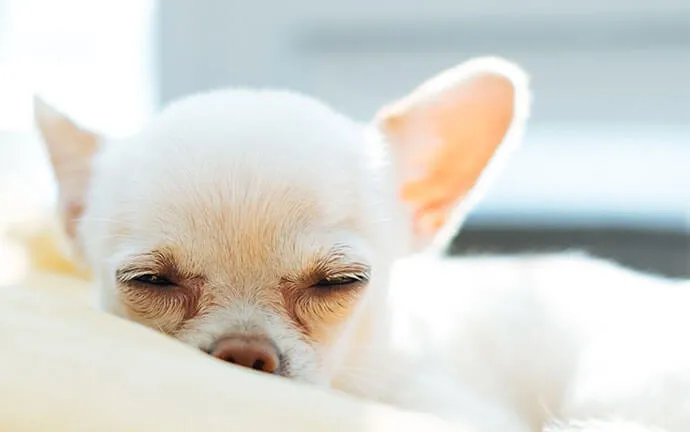 Chihuahua resting on a cushion