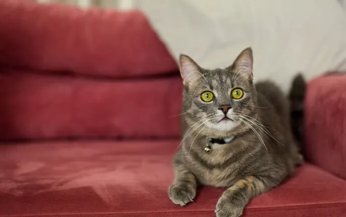 Tabby cat sitting on a red sofa