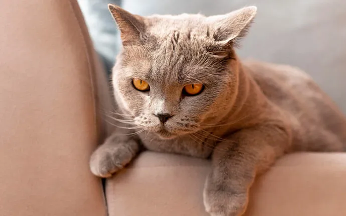 Gray British shorthair cat resting on a sofa