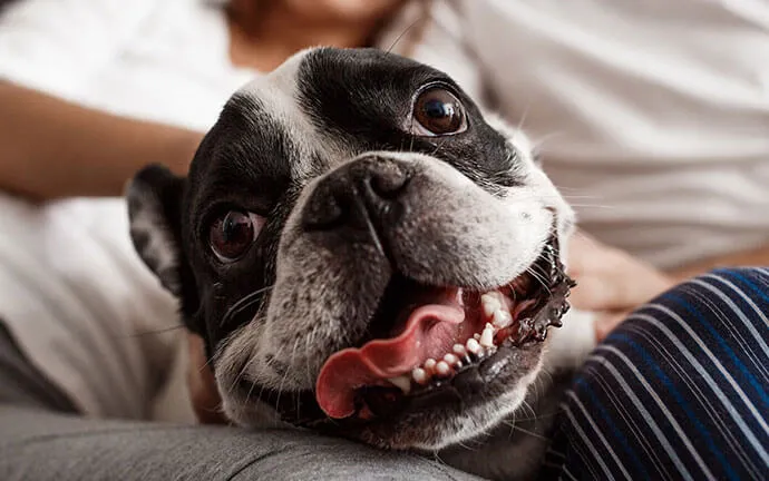 Happy French bulldog resting on its owner's lap