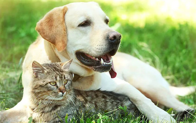 Yellow Labrador hugging a tabby cat on the grass