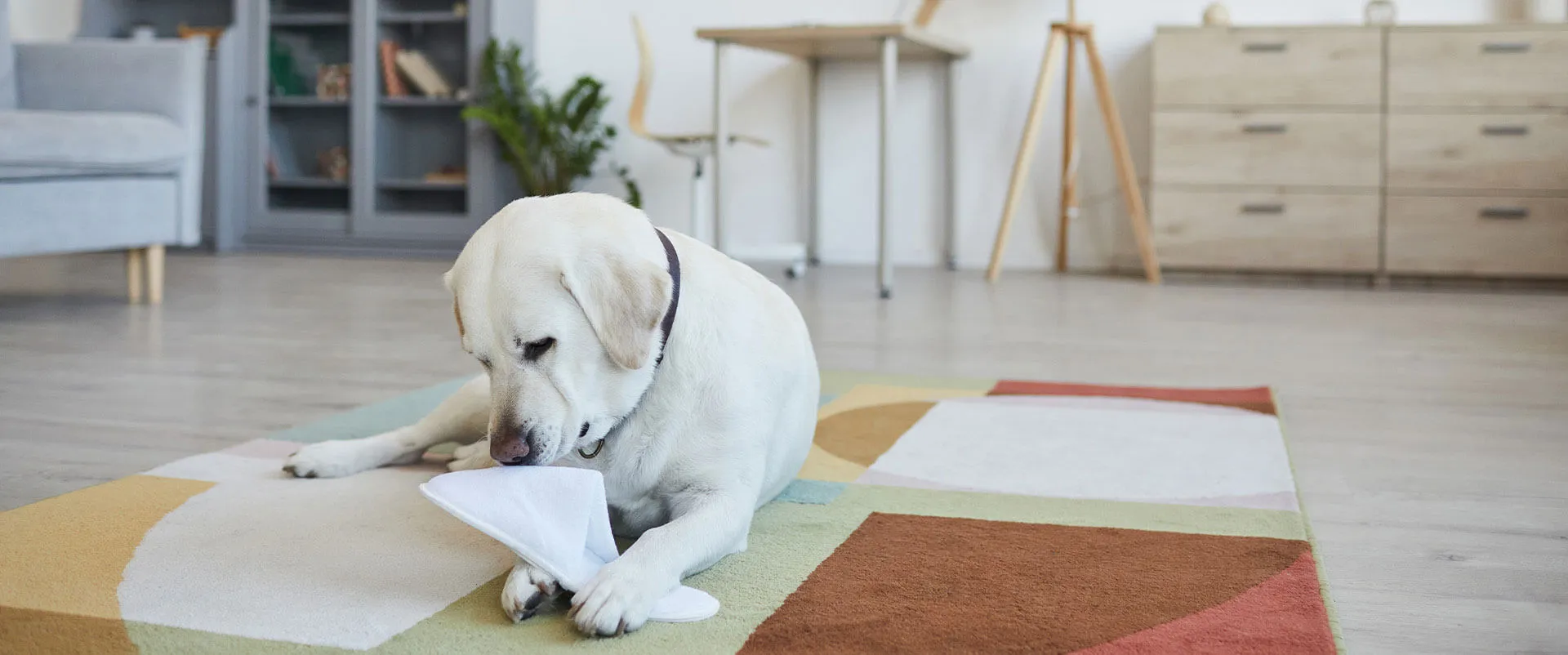 Yellow Labrador playing on a living room rug