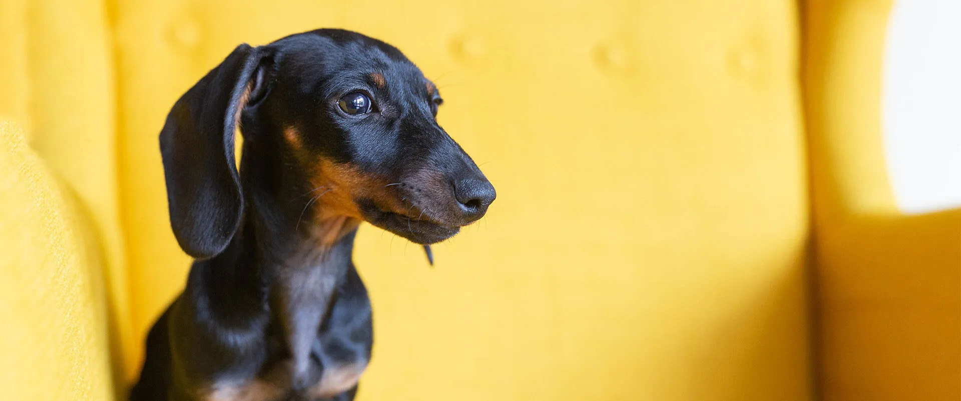 Dachshund sitting on a yellow armchair