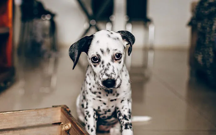 Dalmatian puppy sitting on a tile floor