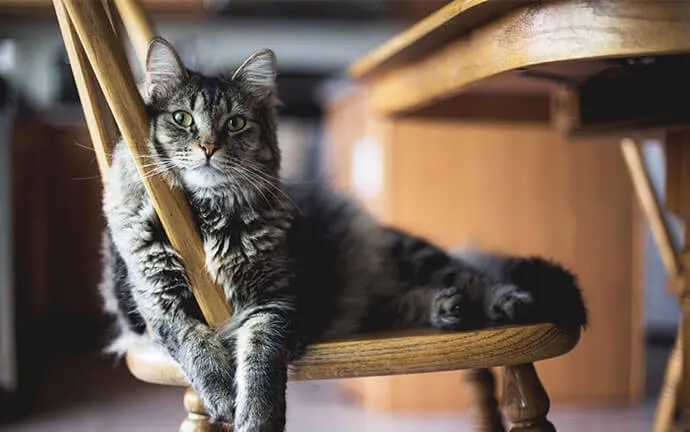Tabby cat lounging on a wooden chair