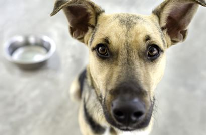 Human Foods Your Dog Should Never Eat