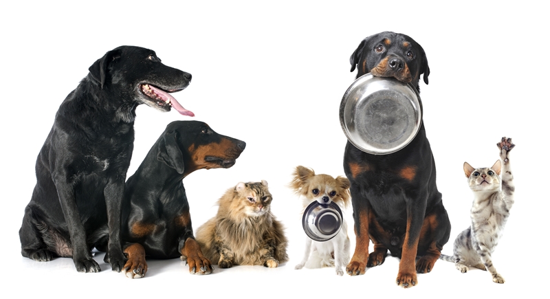 A group of dogs - two dogs have their feeding dish in their mouths