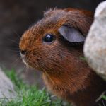 guinea pig