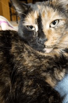 A calico cat named Molly