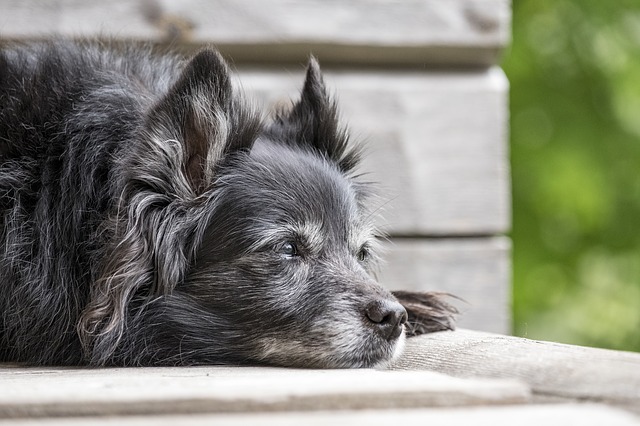 Caring for Your Senior Pet