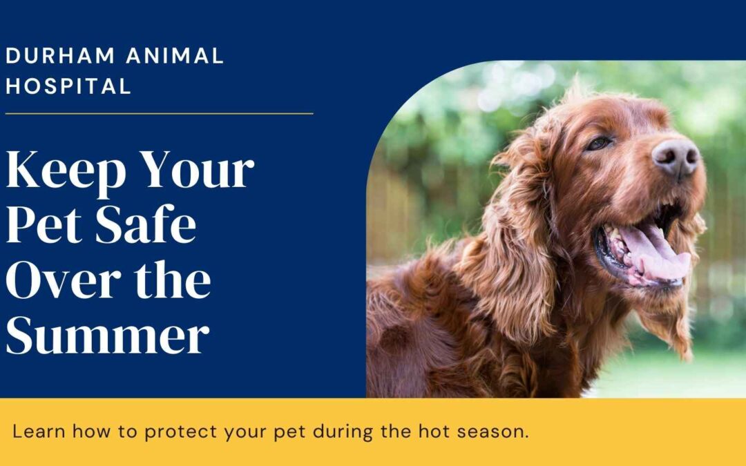 Keep Your Pet Safe Over the Summer