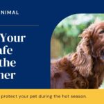 Keep Your Pet Safe Over the Summer