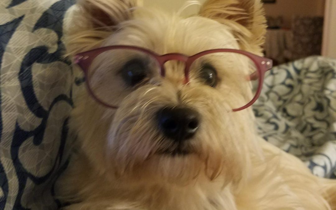 Cute white terrier dog wearing glasses