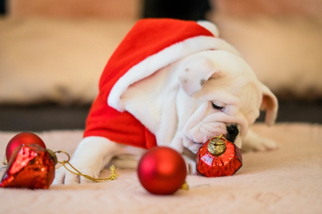 Holiday Foods and Decorations That Are Harmful to Pets