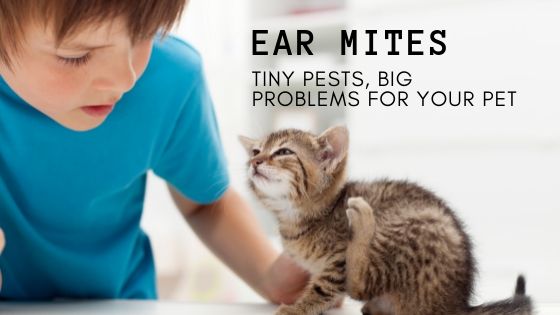 Ear Mites