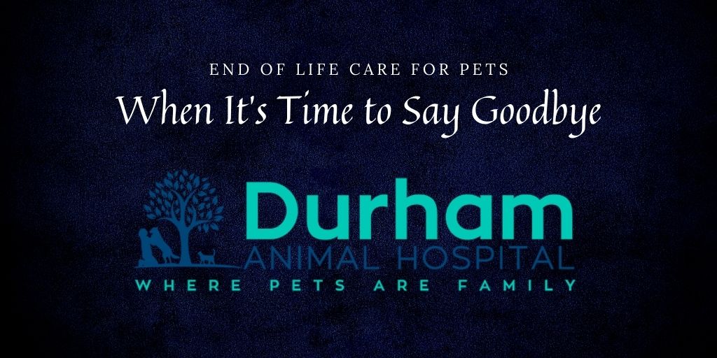 End of Life Care for Pets: When It’s Time to Say Goodbye