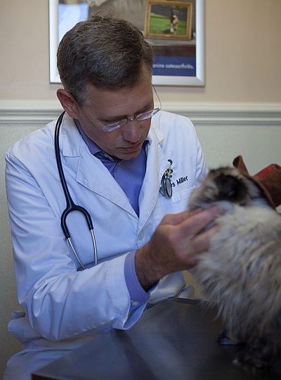 Dr. Miller examines a cat at his first visit to Durham Animal Hospital