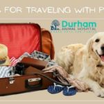 Tips for Traveling with Pets 3