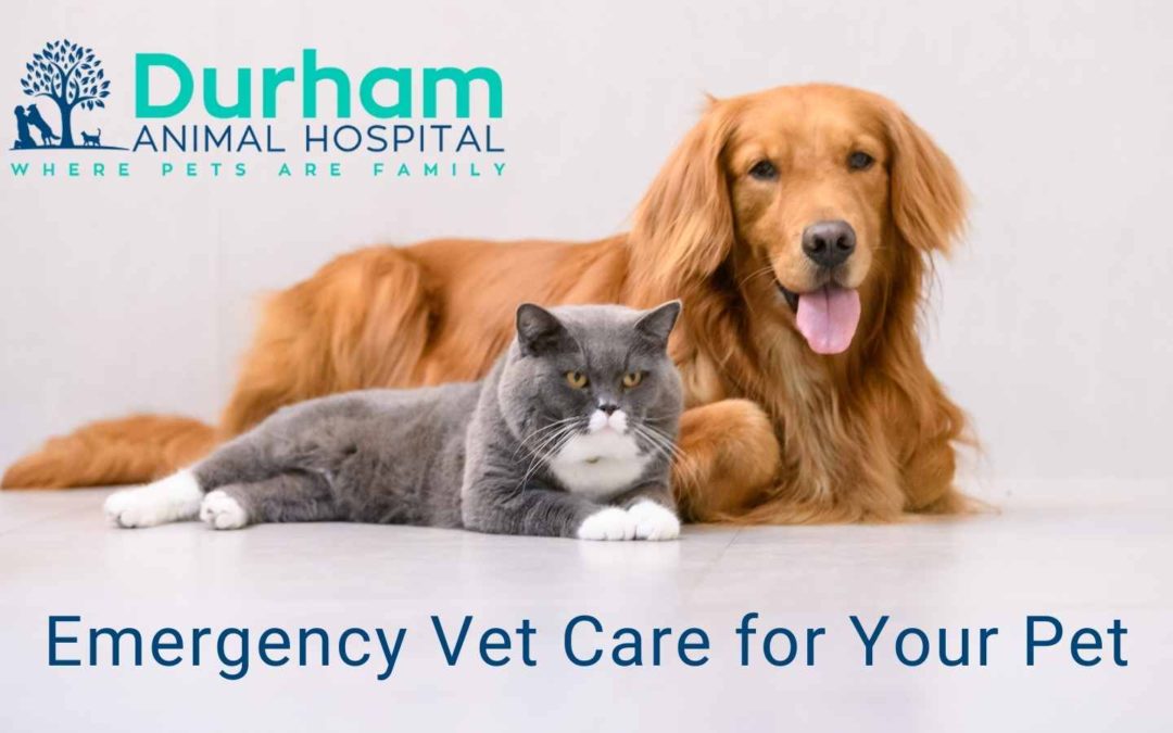 Emergency Vet Care for Your Pet