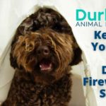 Keeping Your Pet Calm During Fireworks Season