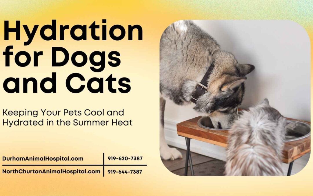 Hydration for Dogs and Cats