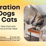 Hydration for Dogs and Cats