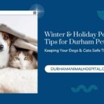 Winter & Holiday Pet Care Tips for Durham Pets