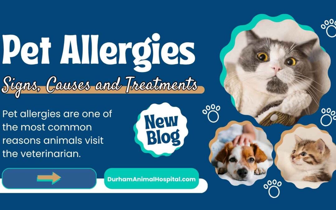 Pet Allergies in Durham NC: Signs, Causes, and Treatment Options for Dogs and Cats